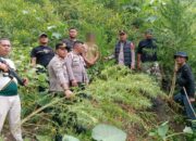Respon Cepat Polres Langkat Ungkap Ladang Ganja di Kuala, 11 Batang Diamankan