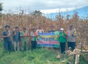 Polres / Polsek Simpang Empat Hadiri Panen Jagung BUMDes Nangbelawan, Dukung Ketahanan Pangan MasyarakatTemukan lebih banyakBuah & Sayuran