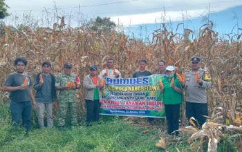 Polres / Polsek Simpang Empat Hadiri Panen Jagung BUMDes Nangbelawan, Dukung Ketahanan Pangan MasyarakatTemukan lebih banyakBuah & Sayuran