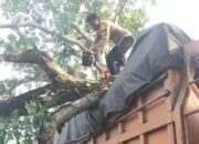 Pohon Tumbang Timpa Truk di Desa Pematang tengah, Polisi Bergerak Cepat Evakuasi Lokasi